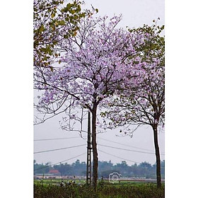 Mua cây giống hoa ban tây bắc. cây giống cao 20.25cm