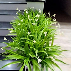 Mua Cụm Lá Lan Leo Giả Trang Trí Tiểu Cảnh Hoặc Decor cao 35cm