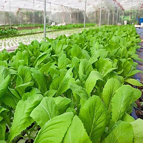 Hạt giống rau cải bẹ xanh mỡ -gói 100 gram