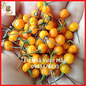 Mua 5 Hạt Giống Ớt Mắc Nhất Thế Giới Aji Charapita 570tr/kg Loại Ớt Ngon Và Đắt Nhất Thế Giới