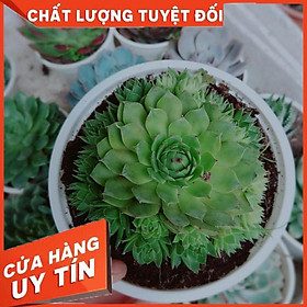 Sen đá phật bà size đại Nhiều Người Mua