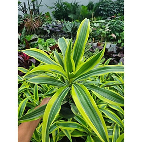 Mua chậu Cây phát tài Mỹ Dracaena fragrans