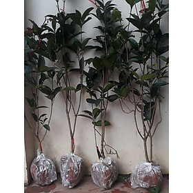 Mua Cây hoa mộc hương ta hoa vàng thơm ngát đang có hoa cao 50-60cm