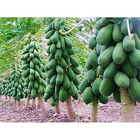 Mua Combo 5 cây đu đủ đài loan NHANH SIÊU QUẢ CHUẨN GIỐNG