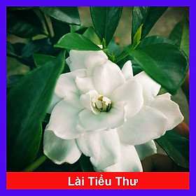 Mua Cây Lài Tiểu Thư hoa thơm + tặng phân bón cho cây