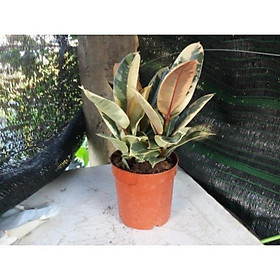 Mua Đa búp đỏ cẩm thạch chậu 3 thân hàng đã thuần