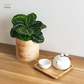 Mua Chậu cây đuôi công vành xanh | THE FISH SIZE L (trang trí trong nhà  để bàn làm việc ...)