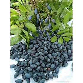 Cây giống trám đen siêu quả-- SIÊU LỢI KINH TẾ