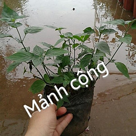 Bầu cây giống rau mảnh cộng - bầu giống to xum xuê