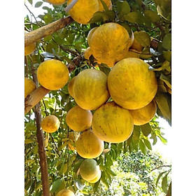 Cây BƯỞI ĐỎ TÂN LẠC ghép, cây to khỏe, cam kết giống chuẩn
