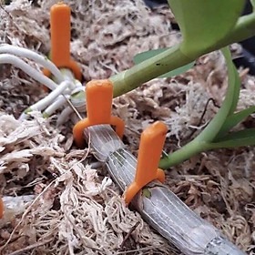 Mua 100 ghim kie cho phong lan ( ghim ki)