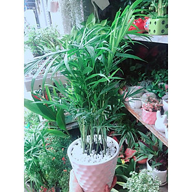 Mua Chậu Cây Cau Tiểu Trâm