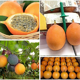 Mua Hạt giống chanh dây ngọt colombia -1 gói 10 hạt -tặng kèm 1 gói kích thích hạt nảy mâm