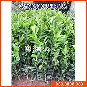 CÂY GIỐNG CHANH BỐN MÙA NHANH RA QUẢ- CÂY KHỎE ĐẸP