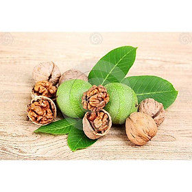 CÂY GIỐNG ÓC CHÓ SIÊU LỢI KINH TẾ CHUẨN F1