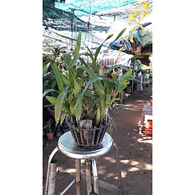 Chậu nhựa treo Lan Vũ Nữ