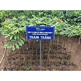 Cây giống trám đen nếp lùn, cây giống F1 quả sớm, cây giống đã được thuần chủng , giống khỏe, không mất công chăm sóc