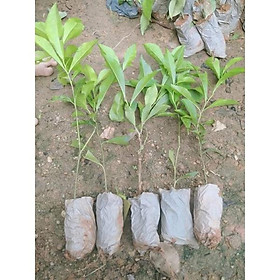 CÂU GIỐNG HOA NHÀI NHẬT  hoa thơm , nở quanh năm
