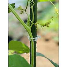 20 kẹp nhựa cố định ,giữ thân cây