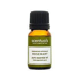 Tinh dầu hương thảo - Pure essential oil 10 ml rosmarinus officinalis - ROSEMARY