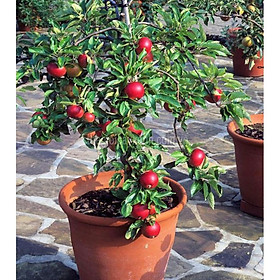 Mua CÂY Giống Táo Đỏ (TÁO TÂY )Lùn F1 Siêu Lùn QUẢ SỚM Trồng Chậu Làm Cảnh Tuyệt Đẹp-CAM KẾT GIỐNG CHUẨN