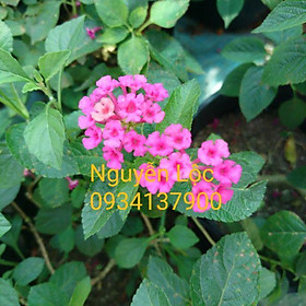 Mua Cây hoa ngũ sắc các màu (cây trâm ổi)