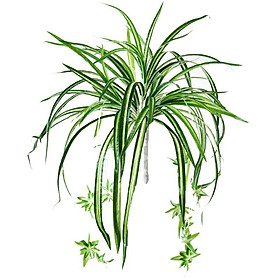 Mua Cây hoa giả  chùm cỏ lan chi decor nhà cửa đẹp  trang trí ban công  tiểu cảnh  điểm bình hoa lan