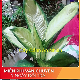 Hình ảnh Cây vạn niên thanh