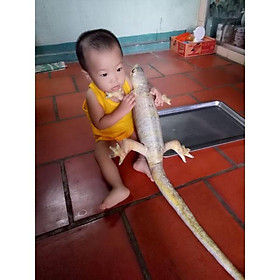 Mua gối ôm 3d thằn lằn 85cm và 1m4