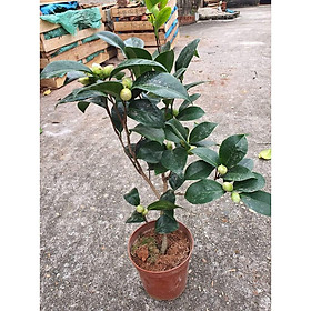 Mua CÂY HOA TRÀ MY TAM SẮC 3 MÀU