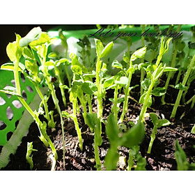 Mua Hạt Giống Rau Mầm Đậu Hà Lan