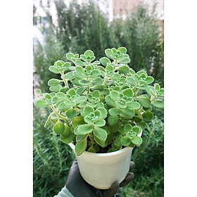 Mua Cây sen thơm Nhất mạt hương  cây đuổi muỗi dễ trồng và chăm sóc