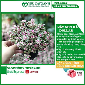 Cây Sen Đá Đô La Hồng  để bàn