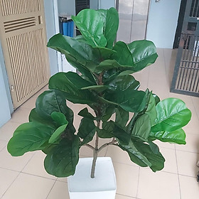 Mua Cây bàng singapore giả 3 nhánh lá to trang trí nội thất chung cư  nhà hàng  khách sạn