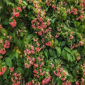 Mua hoa leo sử quân tử-hàng gửi đi nguyên chậu