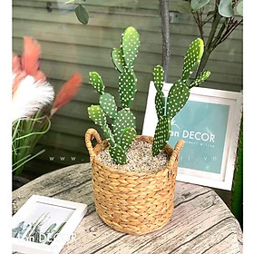 CHẬU CÂY XƯƠNG RỒNG TAI THỎ ĐỂ BÀN TRANG TRÍ LAN DECOR - CC184