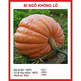 Mua Hạt giống Bí Ngô Khổng Lồ 4 Hạt