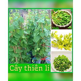 Mua Cây giống hoa thiên lý siêu hoa