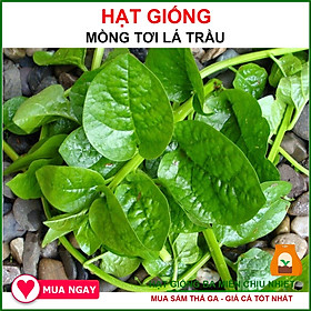 Mua 7 Hạt Giống Mồng Tơi Xanh Lá To Túi Zip - Shop Hạt Giống Ba Miền Chịu Nhiệt