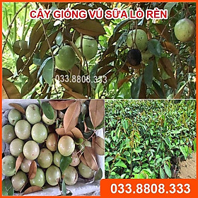 CÂY GIỐNG VÚ SỮA LÒ RÈN - CÂY GIỐNG KHỎE ĐẸP