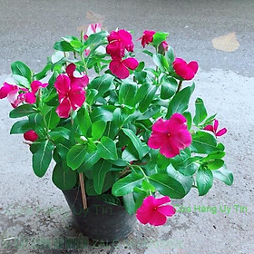 Hoa Dừa Cạn Màu Hồng (có hoa sẵn)