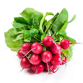 Mua Hạt giống củ cải đỏ