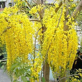 Muồng hoàng yến Ô Saka