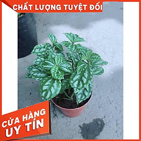 Cây Lá Bạc Nhiều Người Mua