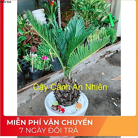 Chậu cây vạn tuế tiểu cảnh