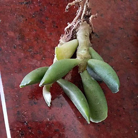 Mua Cây thạch bích đốm lá nhăn