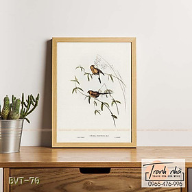 Mua Tranh canvas vintage  - Chim di (Poephila personata) - BVT-70