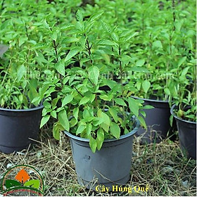 Mua CÂY RAU HÚNG QUẾ   CÂY RAU HÚNG QUẾ-BẦU CÂY GIỐNG - NBCGCHQHC