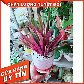 Cây Bảy Sắc Cầu Vòng Nhiều Người Mua