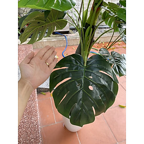 Mua Cây trầu bà lá xẻ thân cổ thụ cao cấp 1 8m decor bền đẹp-Cây giả